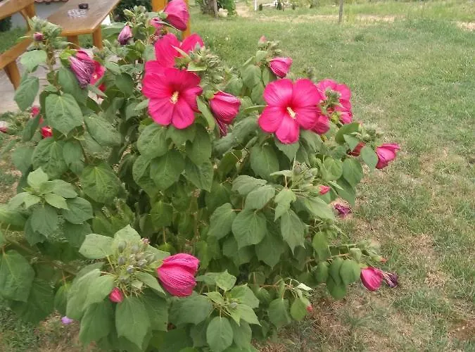 In 33661 Semesterbostad